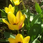 04 Tulpen.jpg